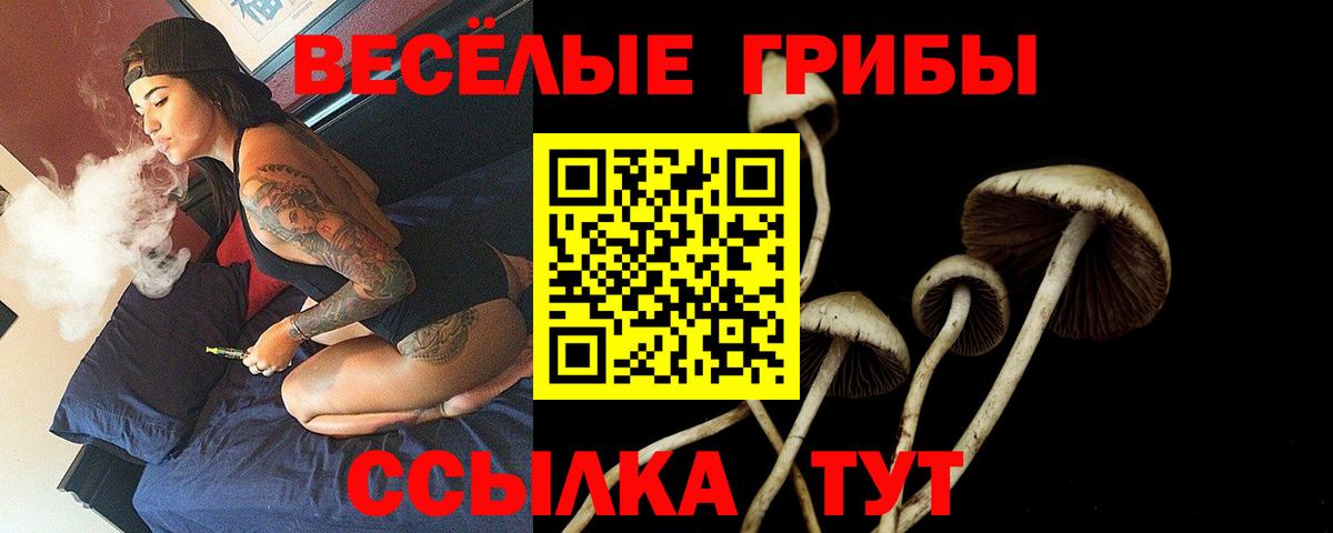 Сунжа  Галлюциногенные грибы Psilocybe  Вход с VPN 
